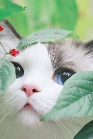Mèo alone