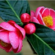 Hải Đường Hồng