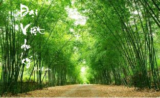 Hoa Tre