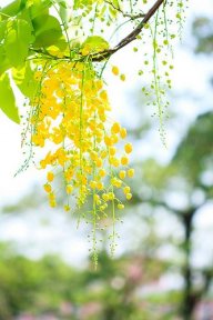 Tiểu Tịch Mịch