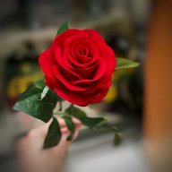 Back rose 17062003