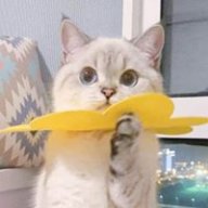 Oản Oản