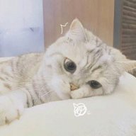 Veechanq