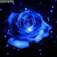 Nguyễn Danh Ngọc Anh