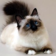 Dilys