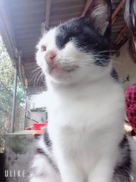 Mèo Lạc Quan