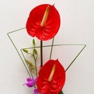 MaiMaiMaiMai
