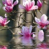 Lạc Viễn Phương