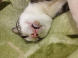 Cô gái sao hoả