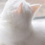 trinhmeowww54