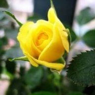 Rose11