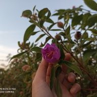 Sơn Trà