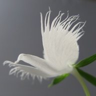 Bạch Hạc Công