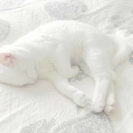 Họa Dương Thiên Dao