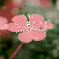 pinksun