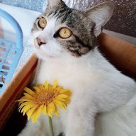 AmazonLily04