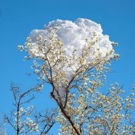 Lê Gia Tiểu Phi Yên