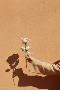 Rose and Rise