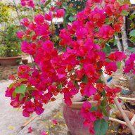 Hoa Ngũ Sắc