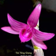 Hoa Ban Mường Lò