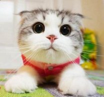 Đặng Hữu Phúc