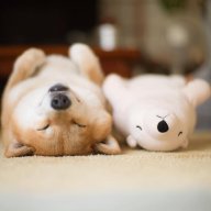 Ngáy zzz