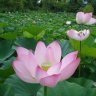 Namanh