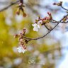 tranlinh.flytohigher