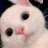 Qinh Anh