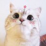 Hiing Hiing