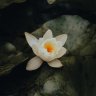 diunguyen26