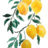Peachtea1901