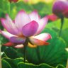 Sống nhân hậu 16