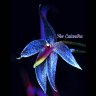 The Calantha