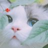 Mặc Mặc
