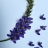 Wisteria