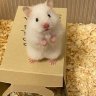 Tuyencute270506