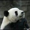 Lê lười