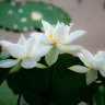 Dã Liên Tây Hồ