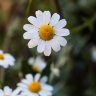 chamomile