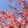Peach Blossom