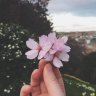 dua_xanh17
