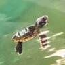 Mary the Turtle