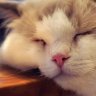 Nyanko