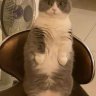 Túc Mộc Duy Y