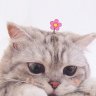 imhannie.18