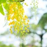 Tiểu Tịch Mịch