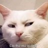 josefinaheuett8g