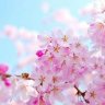 Đeolụclạcchomèo