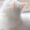 trinhmeowww54